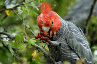 Yarra Bridge Streamside Reserve